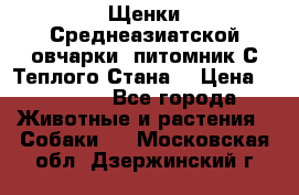 Щенки Среднеазиатской овчарки (питомник С Теплого Стана) › Цена ­ 20 000 - Все города Животные и растения » Собаки   . Московская обл.,Дзержинский г.